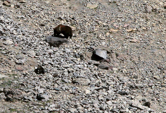 Grizzly Moth Site